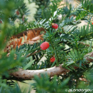 Taxus baccata