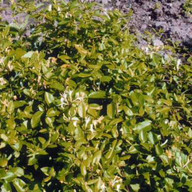 Lonicera japonica 'Dart's Acumen'