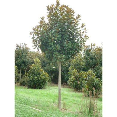 Magnolia grandiflora Nannetensis 'Nantais Flore Pleno'