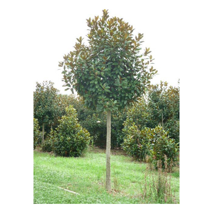 Magnolia grandiflora Nannetensis 'Nantais Flore Pleno'