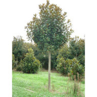 Magnolia grandiflora Nannetensis 'Nantais Flore Pleno'