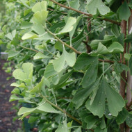 Ginkgo biloba 'Princeton Sentry'