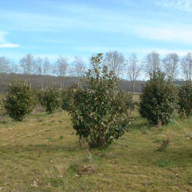 Magnolia grandiflora Nannetensis 'Nantais Flore Pleno'