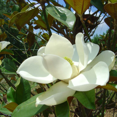 Magnolia grandiflora Nannetensis 'Nantais Flore Pleno'