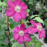 Clematis 'Ernest Markham'