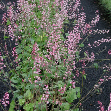 Heucherella alba 'Bridget Bloom'