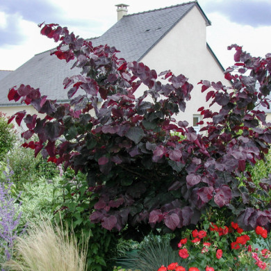 Cercis canadensis 'Forest Pansy'