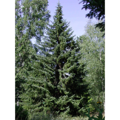 Picea omorika