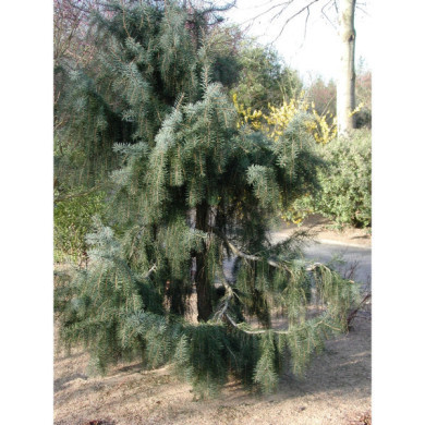 Picea omorika