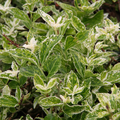 Euonymus fortunei 'Harlequin'