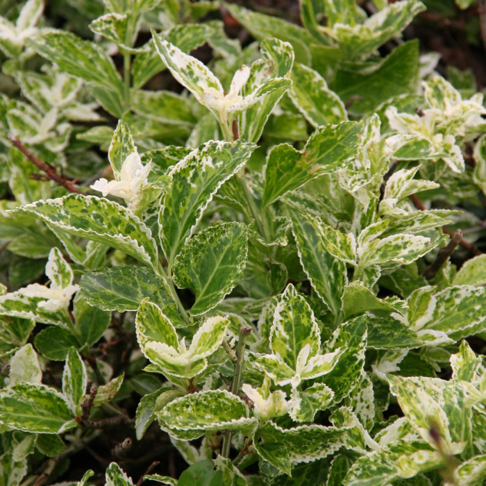 Euonymus fortunei 'Harlequin'