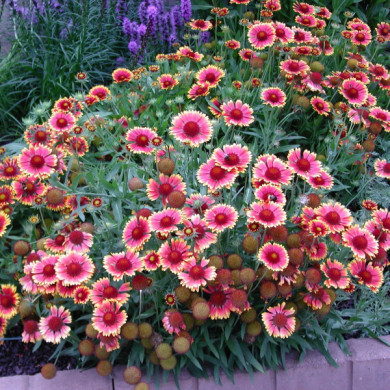 Gaillardia 'Kobold'