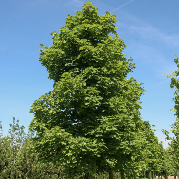 Acer platanoides 'Columnare'