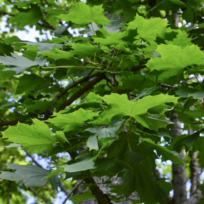 Acer platanoides 'Columnare'