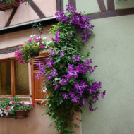 Clematis 'Jackmanii'