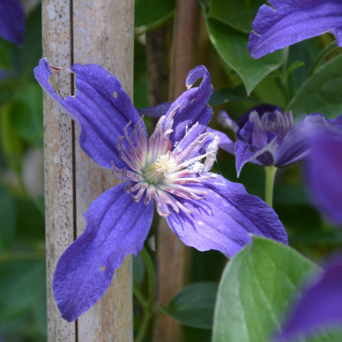 Clematis 'Jackmanii'