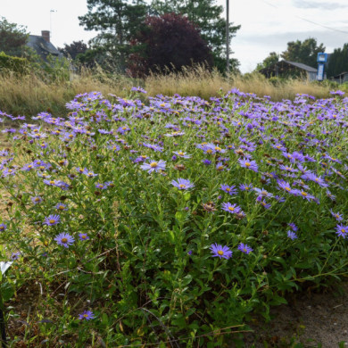 Aster x frikartii 'Mönch'