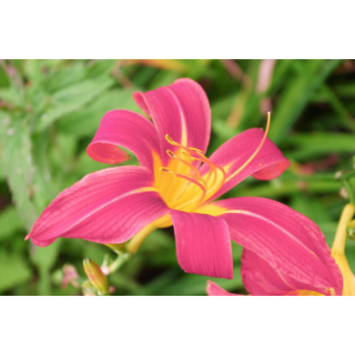 Hemerocallis 'Pink Damask'