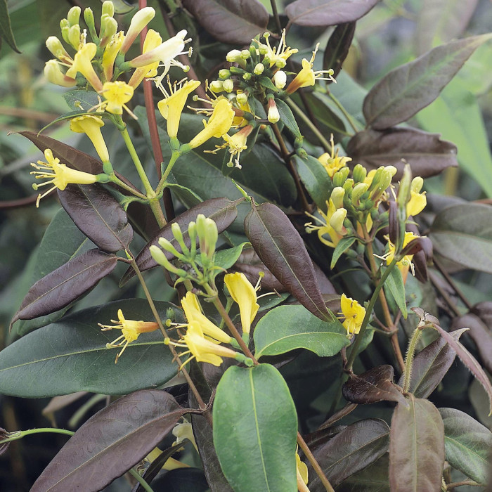 Lonicera henryi 'Copper Beauty' c.o.v