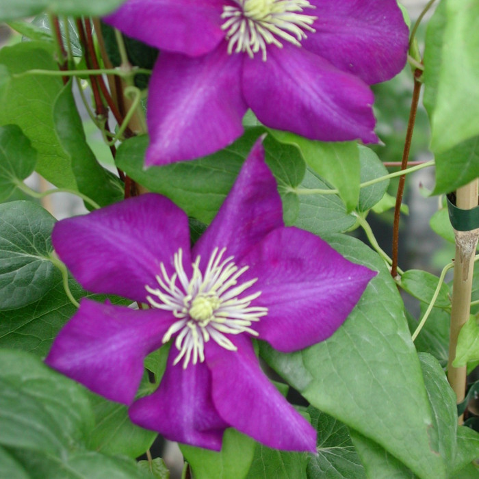 Clematis 'Lady Betty Balfour'