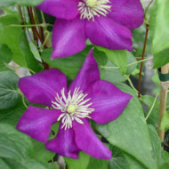 Clematis 'Lady Betty Balfour'