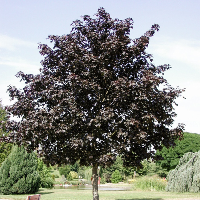 Acer platanoides 'Crimson King'