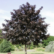 Acer platanoides 'Crimson King'
