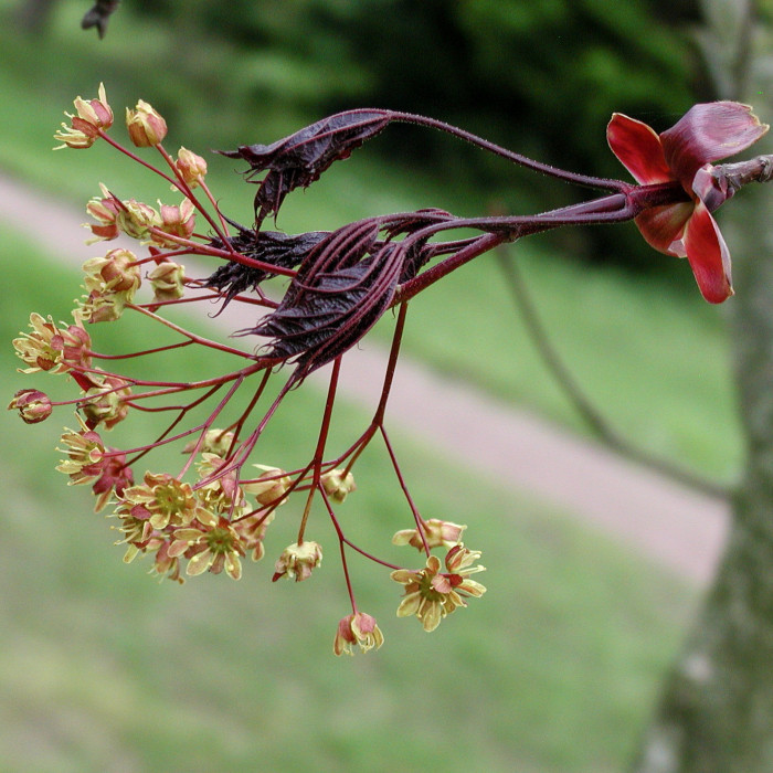 Acer platanoides 'Crimson King'