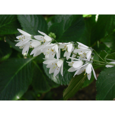 Deutzia scabra 'Candidissima'
