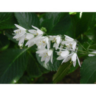 Deutzia scabra 'Candidissima'