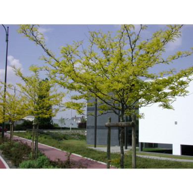 Gleditsia triacanthos 'Sunburst'