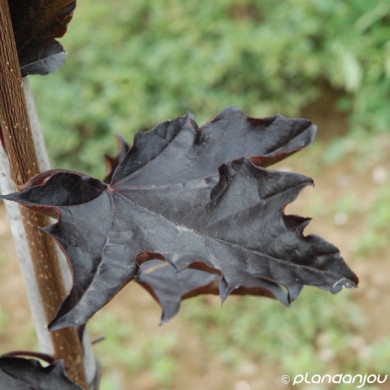 Acer platanoides 'Crimson King'