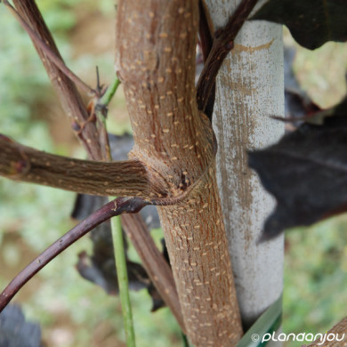 Acer platanoides 'Crimson King'
