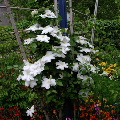 Clematis 'Mevrouw Le Coultre'