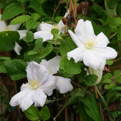 Clematis 'Mevrouw Le Coultre'