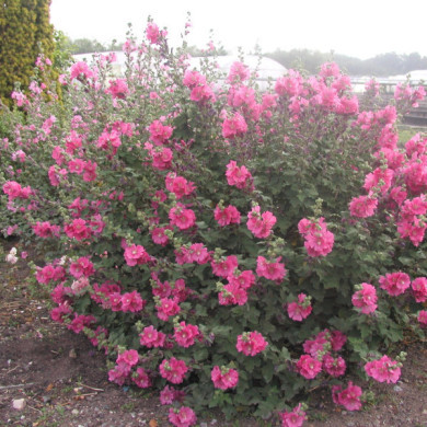 Lavatera Chamallow® 'Inovera'