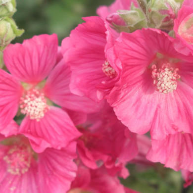 Lavatera Chamallow® 'Inovera'