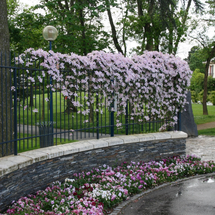 Clematis 'Tetrarose'