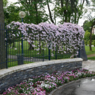 Clematis 'Tetrarose'