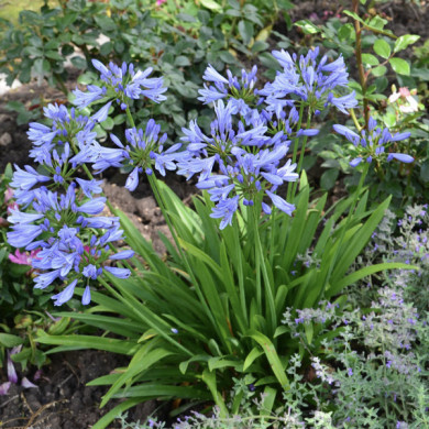 Agapanthus x Pitchoune® Blue 'scrarey09'