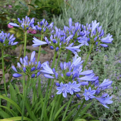Agapanthus x Pitchoune® Blue 'scrarey09'