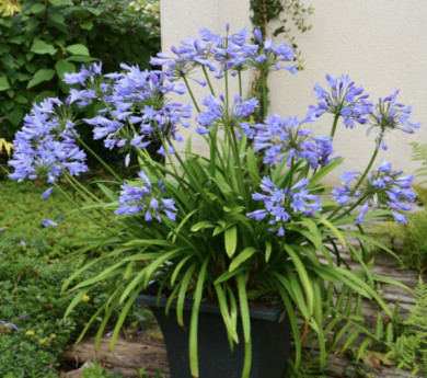 Agapanthus x Pitchoune® Blue 'scrarey09'