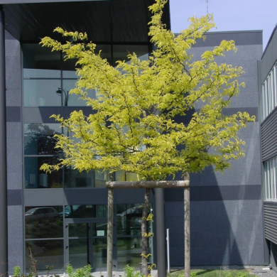Gleditsia triacanthos 'Sunburst'