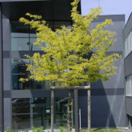 Gleditsia triacanthos 'Sunburst'