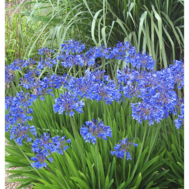 Agapanthus x Pitchoune® Blue 'scrarey09'