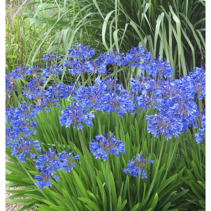 Agapanthus x Pitchoune® Blue 'scrarey09'