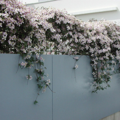 Clematis montana var. rubens