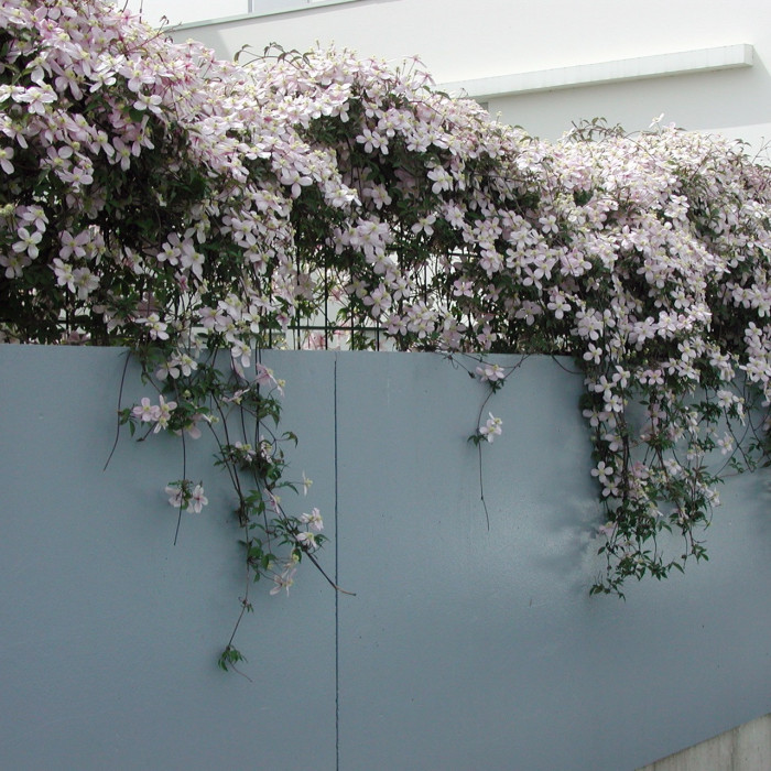Clematis montana var. rubens