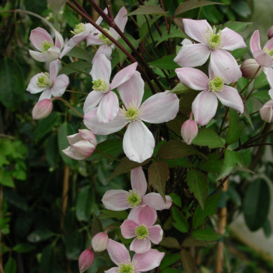 Clematis montana var. rubens