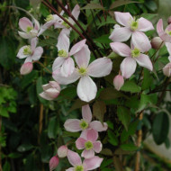 Clematis montana var. rubens